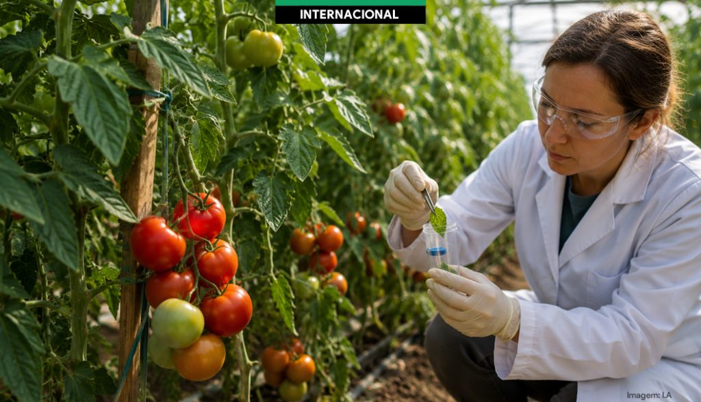 Projeto francês desenvolve tecnologias biológicas para tomate